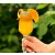 Cafe Frei szénsavas kávé - Mangó